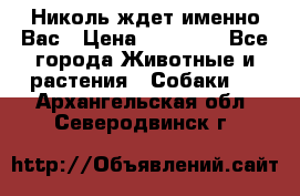 Николь ждет именно Вас › Цена ­ 25 000 - Все города Животные и растения » Собаки   . Архангельская обл.,Северодвинск г.